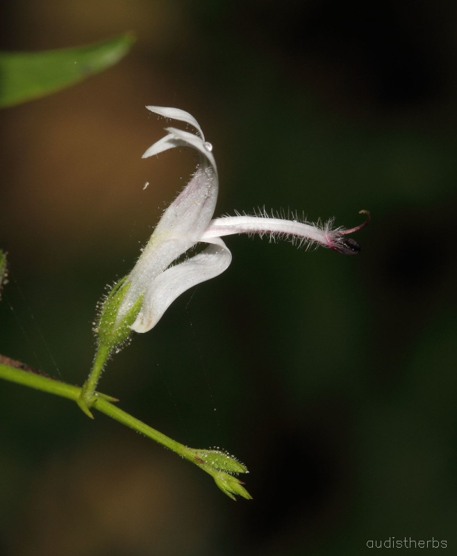 Andrographis panicultata flower2.jpg